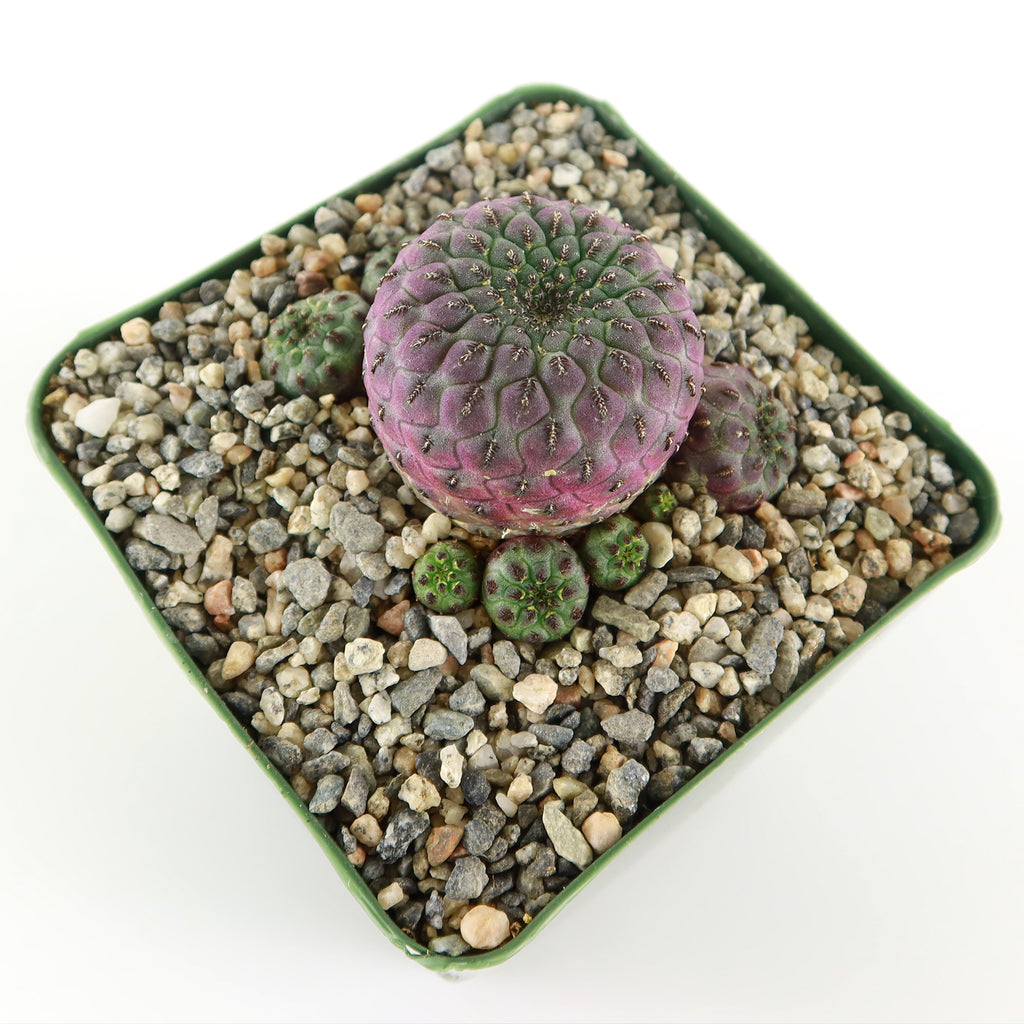 Sulcorebutia rauschii