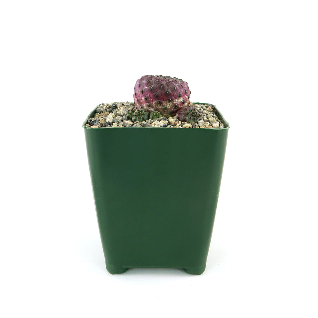 Sulcorebutia rauschii