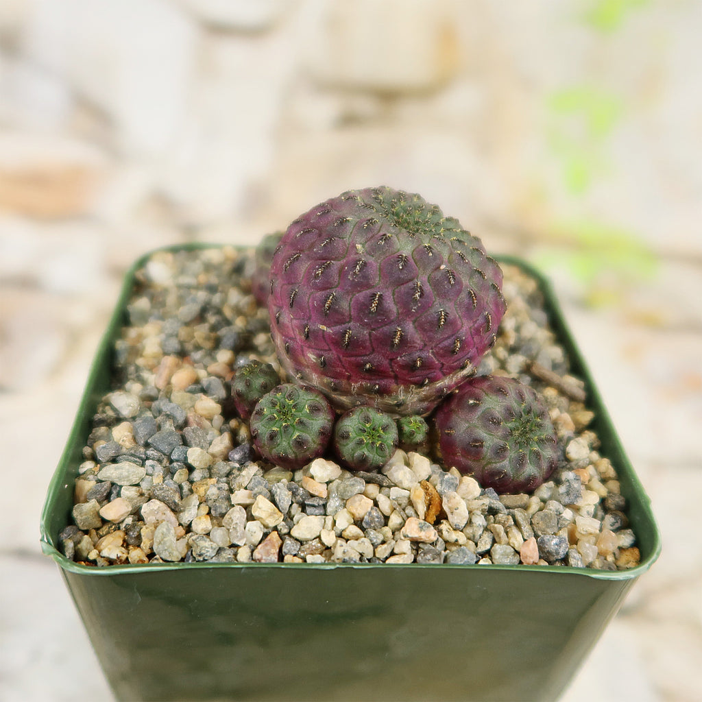 Sulcorebutia rauschii