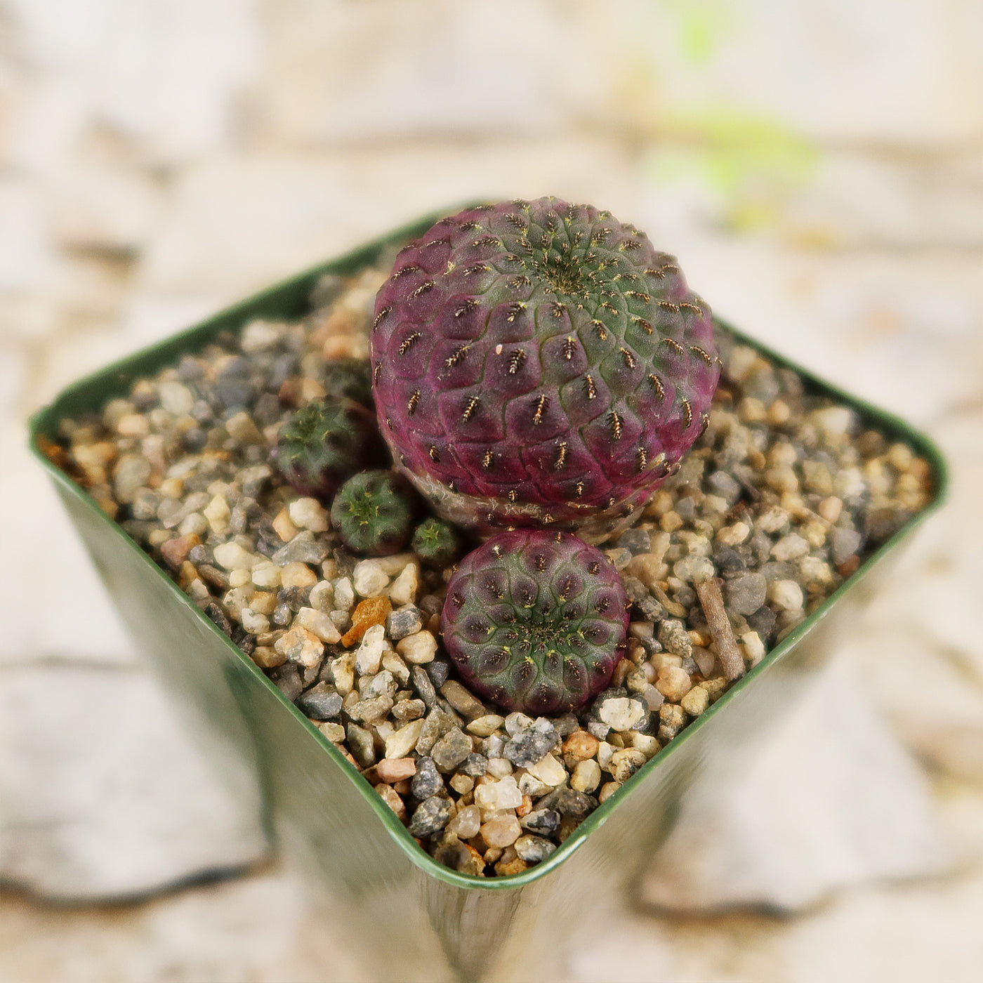 rauschii cactus Sulcorebutia rauschii