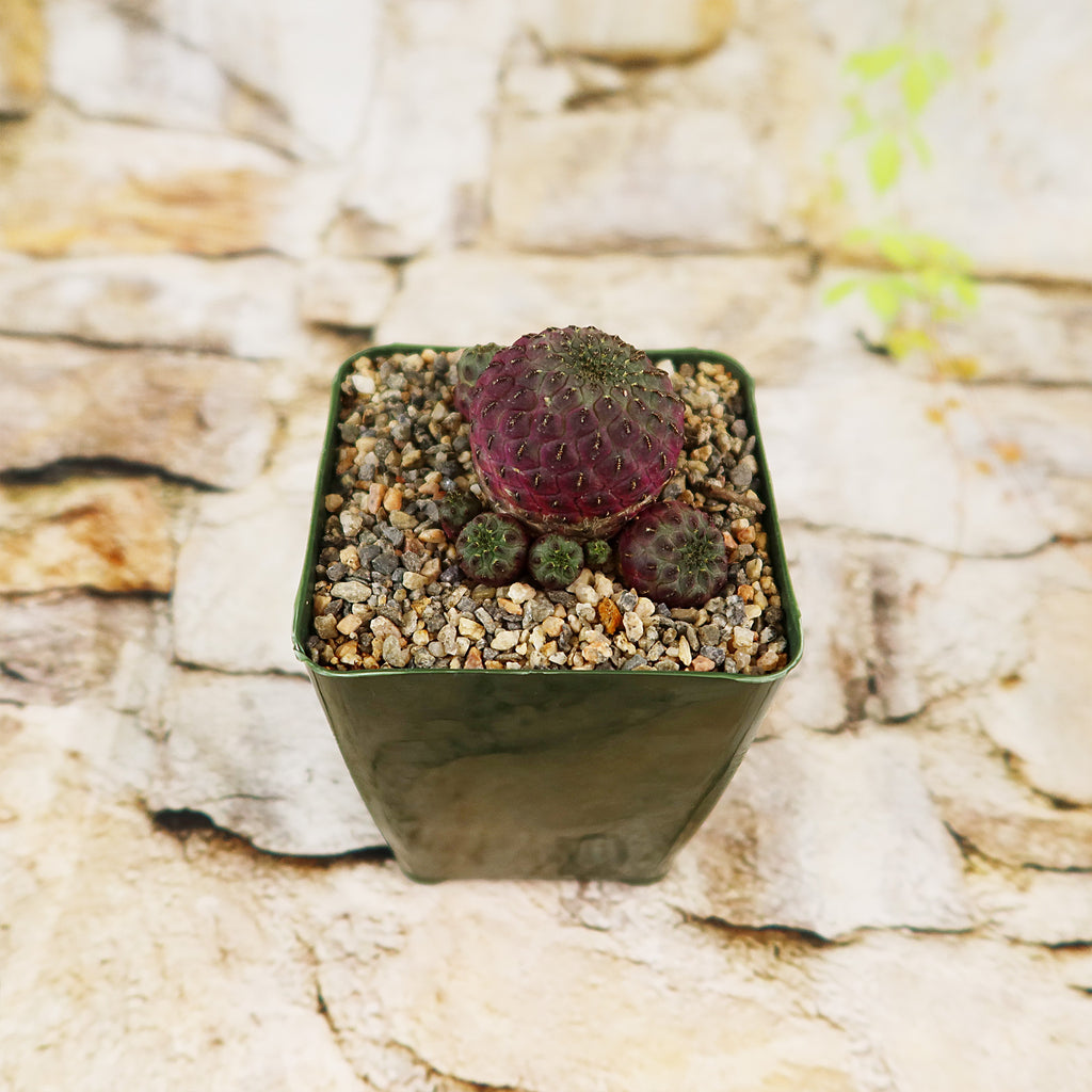 Sulcorebutia rauschii