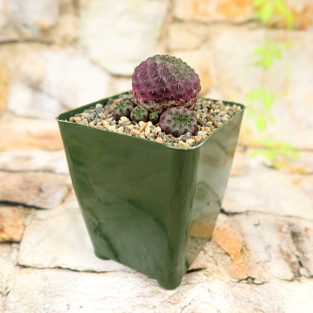 Sulcorebutia rauschii