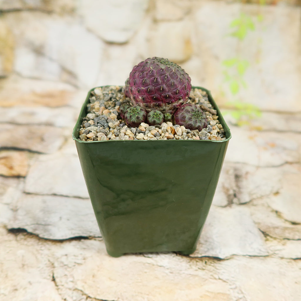 Sulcorebutia rauschii