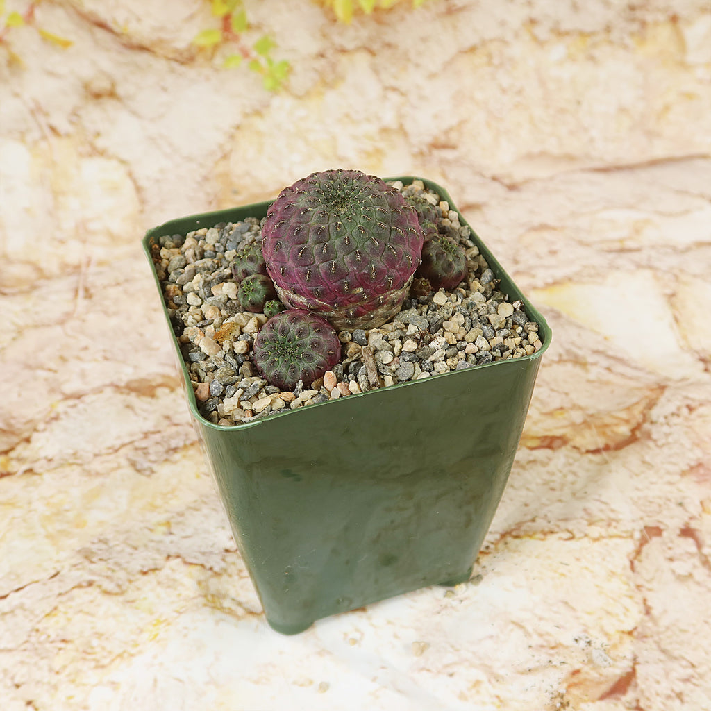 Sulcorebutia rauschii