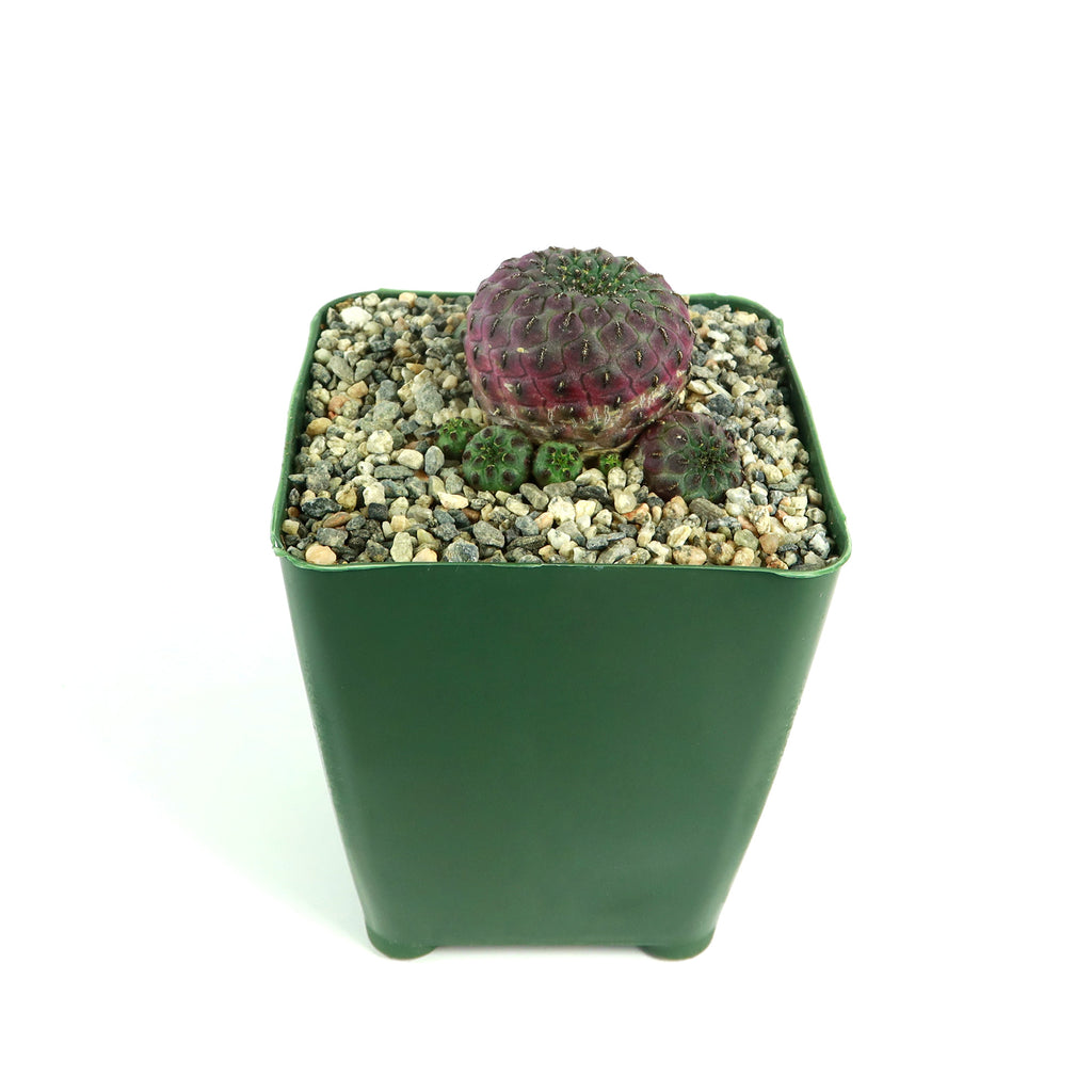 Sulcorebutia rauschii