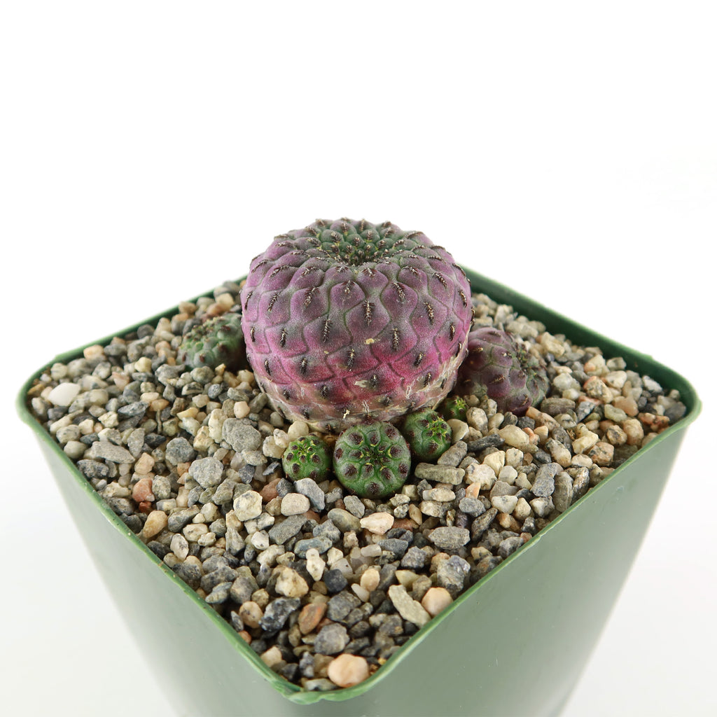 Sulcorebutia rauschii