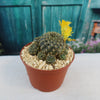Sulcorebutia candiae
