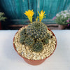 Sulcorebutia candiae