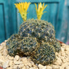Sulcorebutia candiae