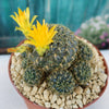 Sulcorebutia candiae