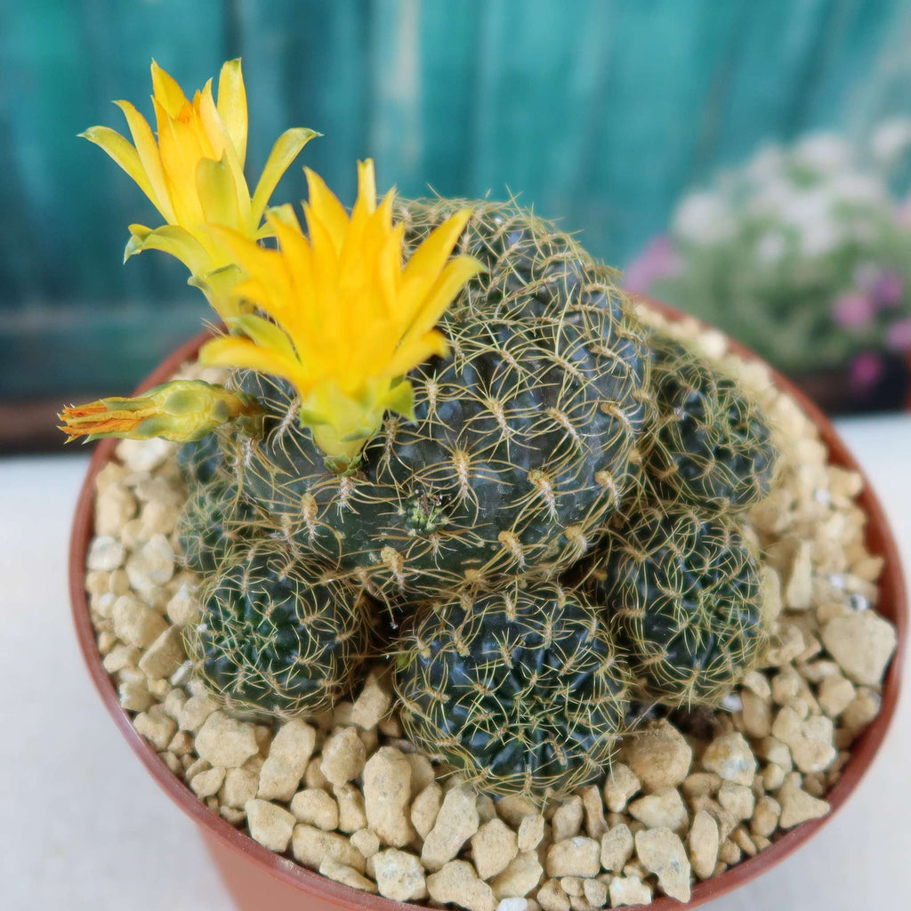 Sulcorebutia candiae