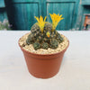 Sulcorebutia candiae