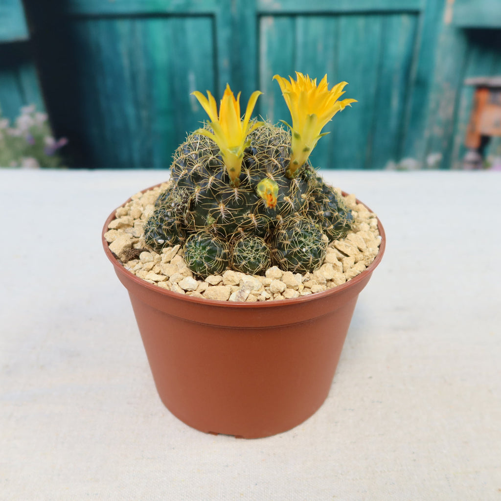 Sulcorebutia candiae