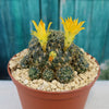 Sulcorebutia candiae