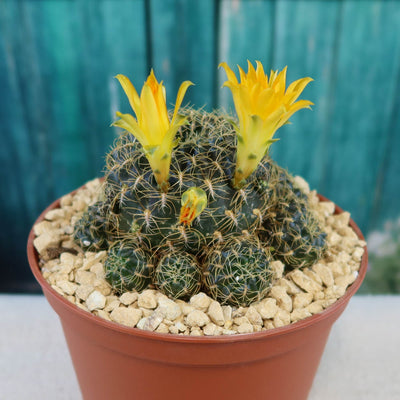 Sulcorebutia candiae – Planet Desert