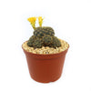 Sulcorebutia candiae
