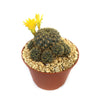 Sulcorebutia candiae