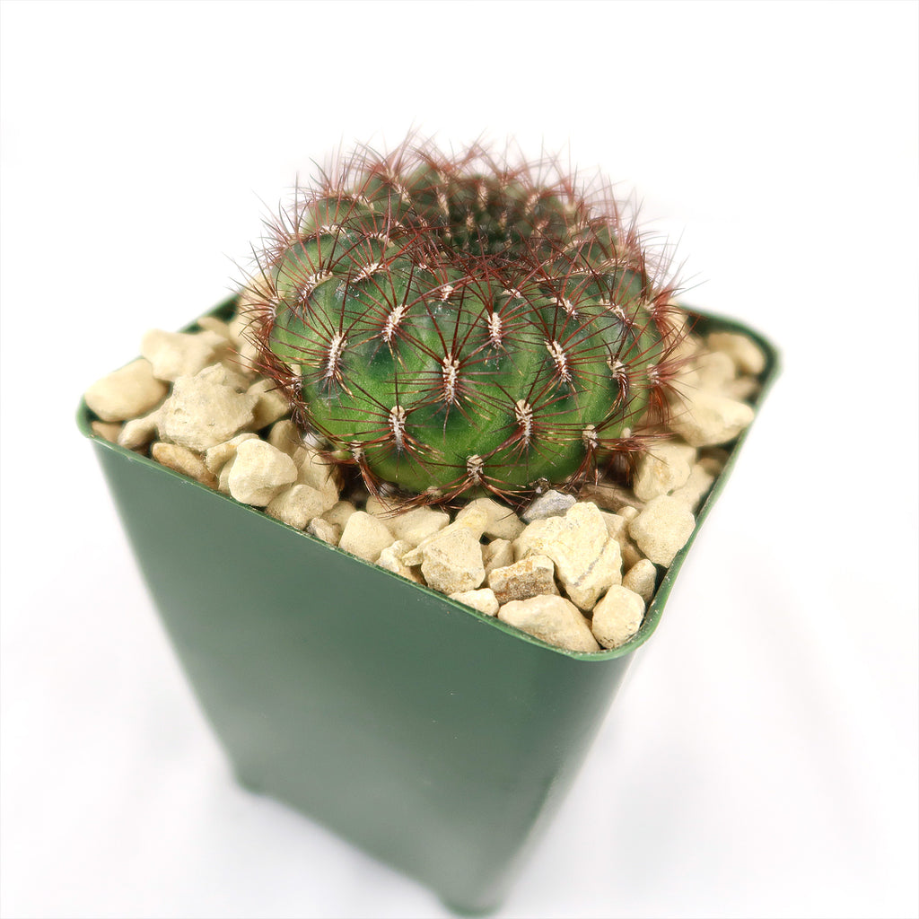 Sulcorebutia mentosa