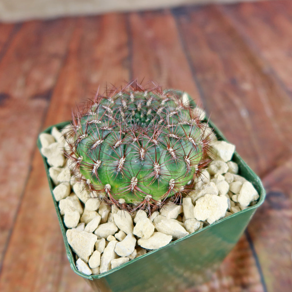 Sulcorebutia mentosa