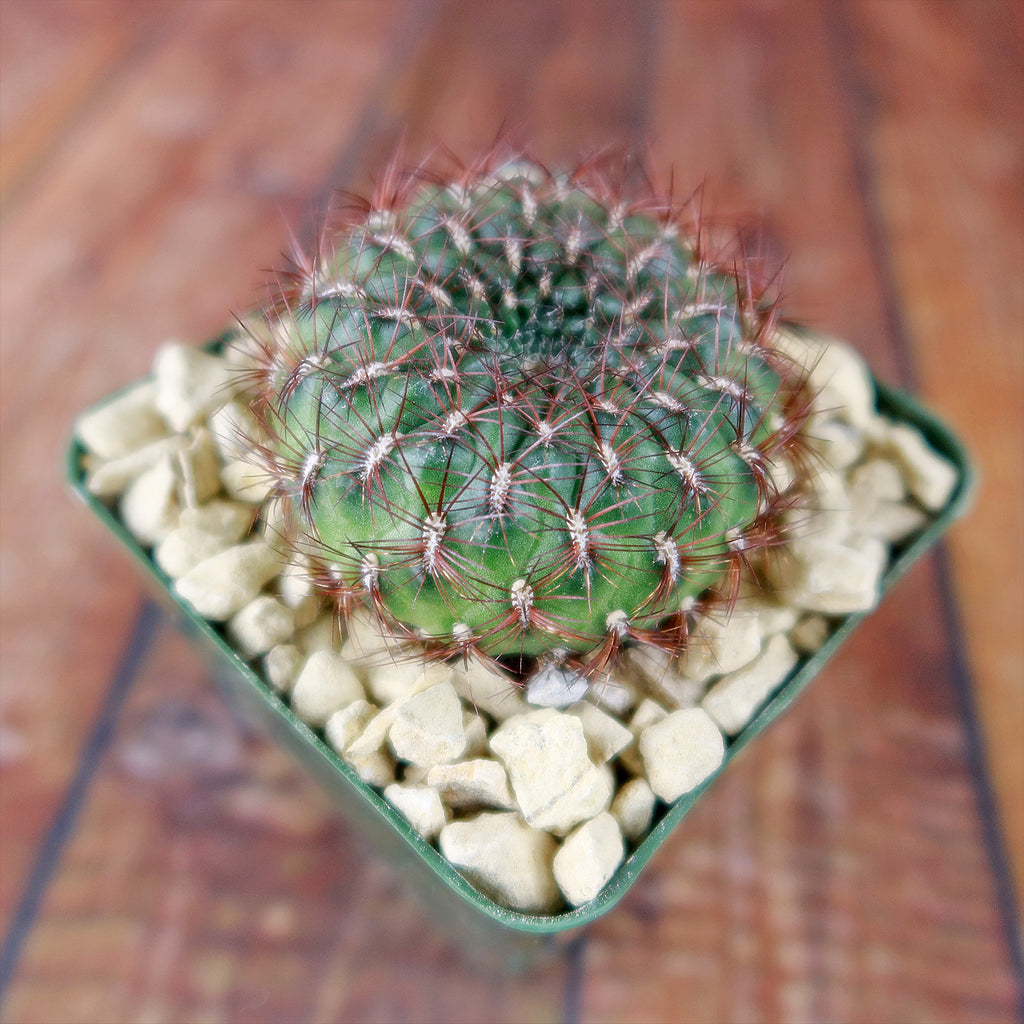 Sulcorebutia mentosa