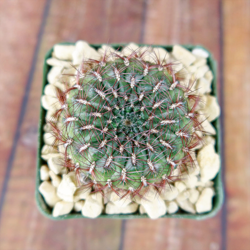 Sulcorebutia mentosa