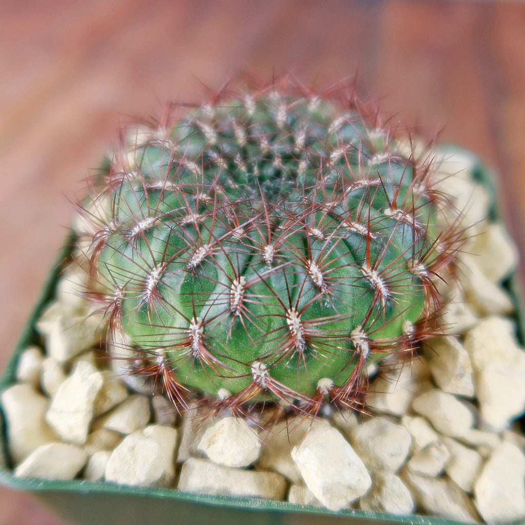 Sulcorebutia mentosa