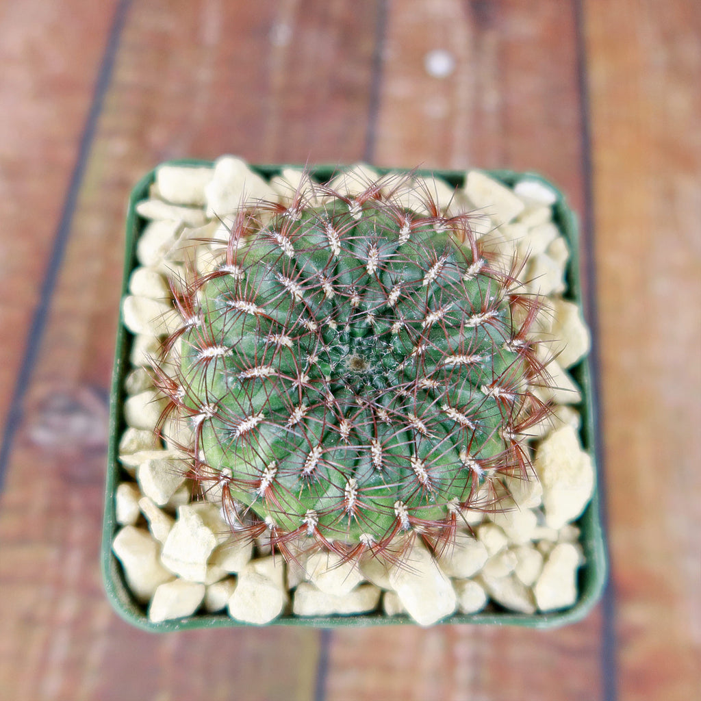 Sulcorebutia mentosa