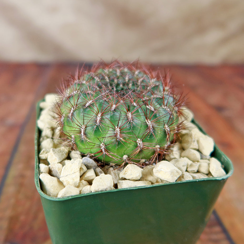 Sulcorebutia mentosa