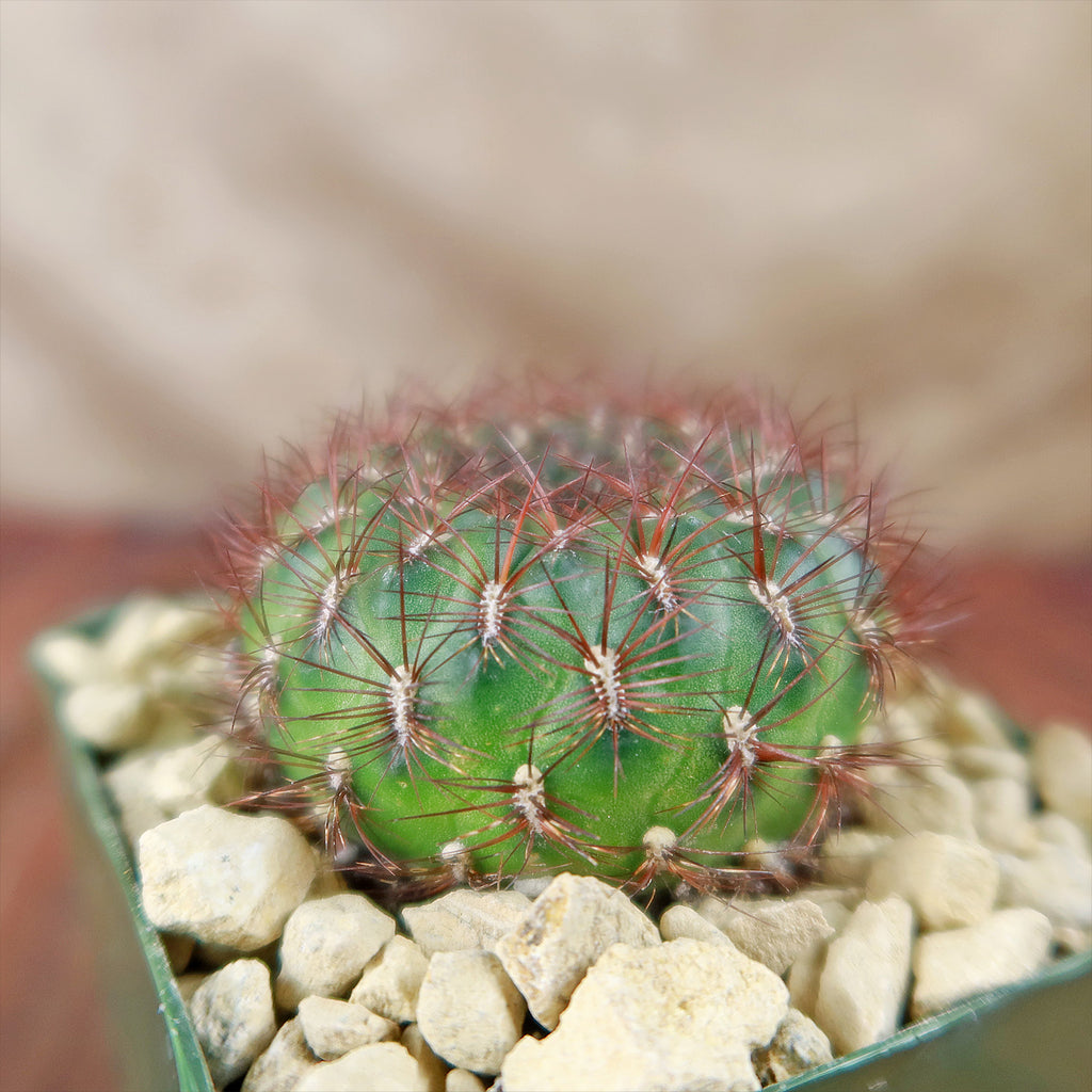 Sulcorebutia mentosa