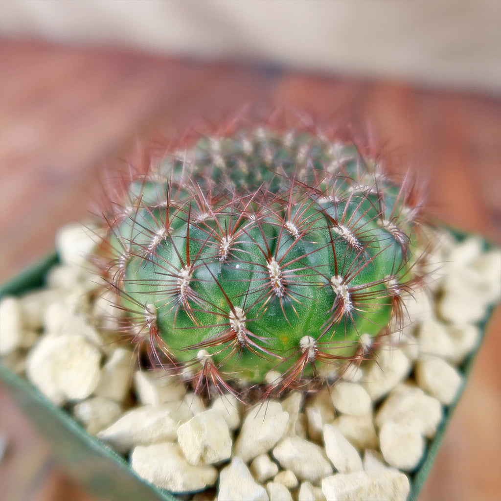 Sulcorebutia mentosa