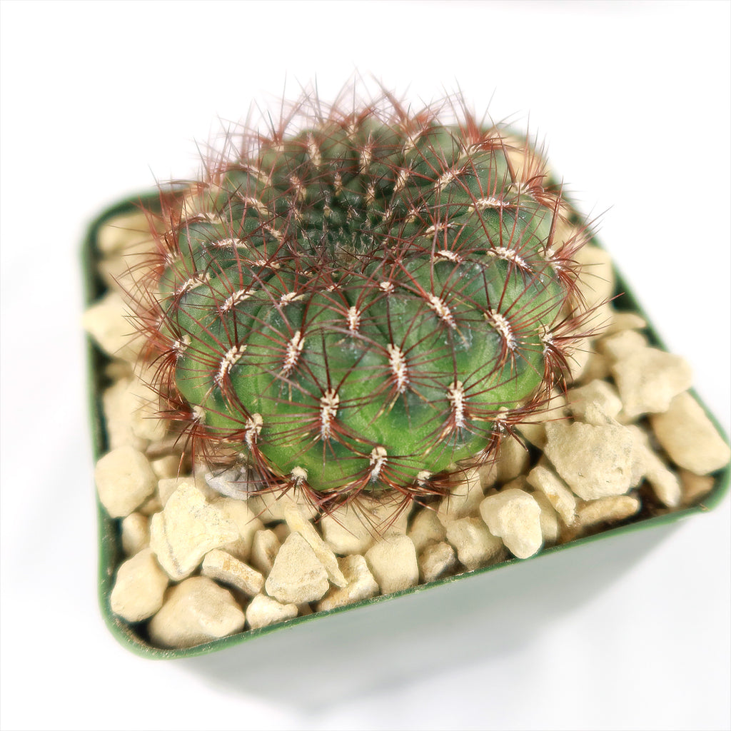 Sulcorebutia mentosa