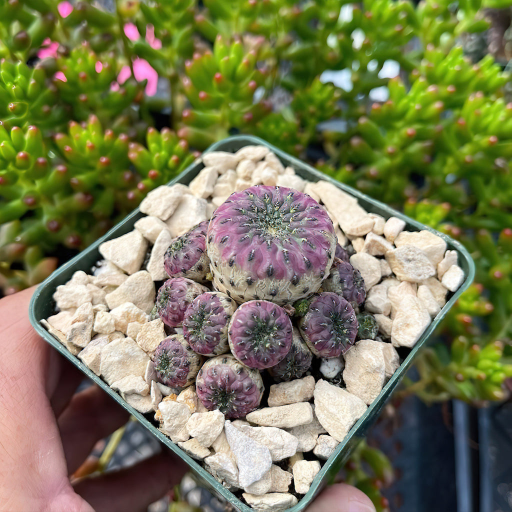Sulcorebutia rauschii violacidermis