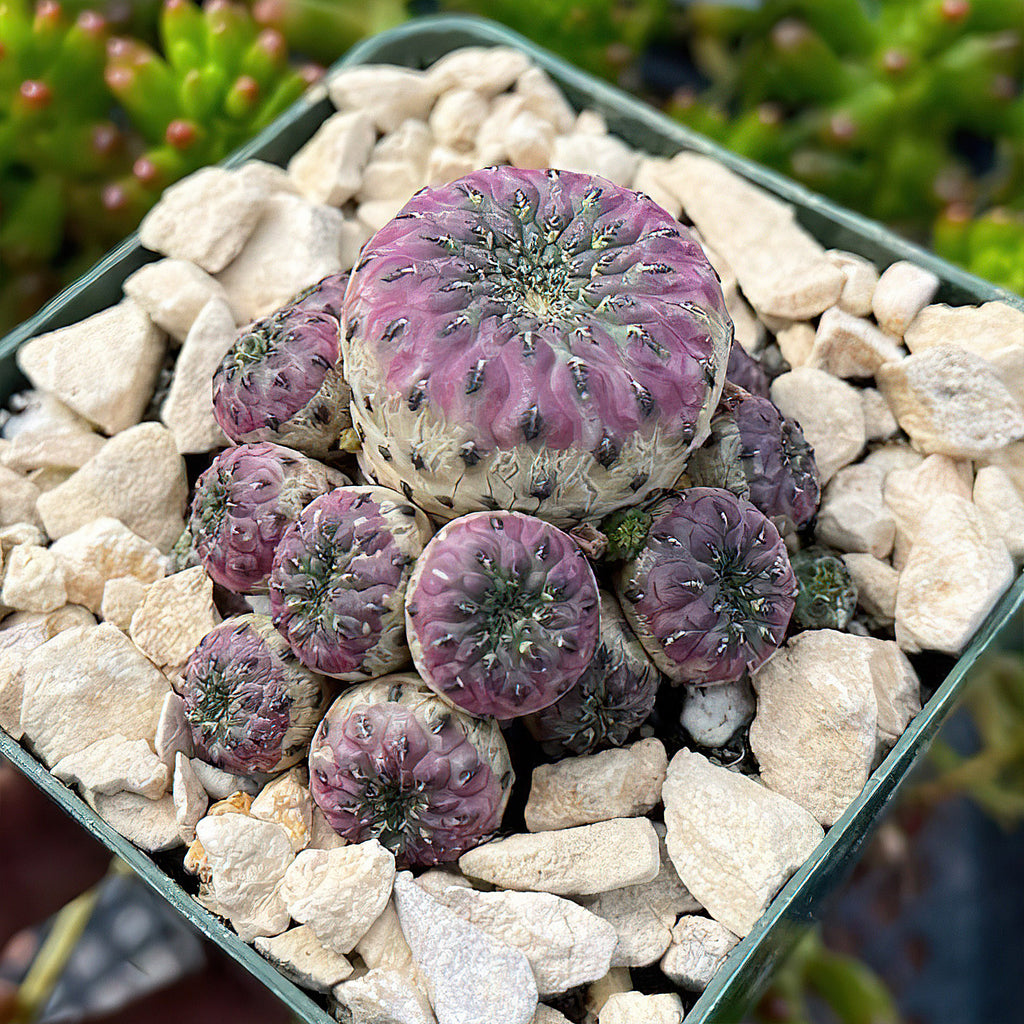 Sulcorebutia rauschii violacidermis