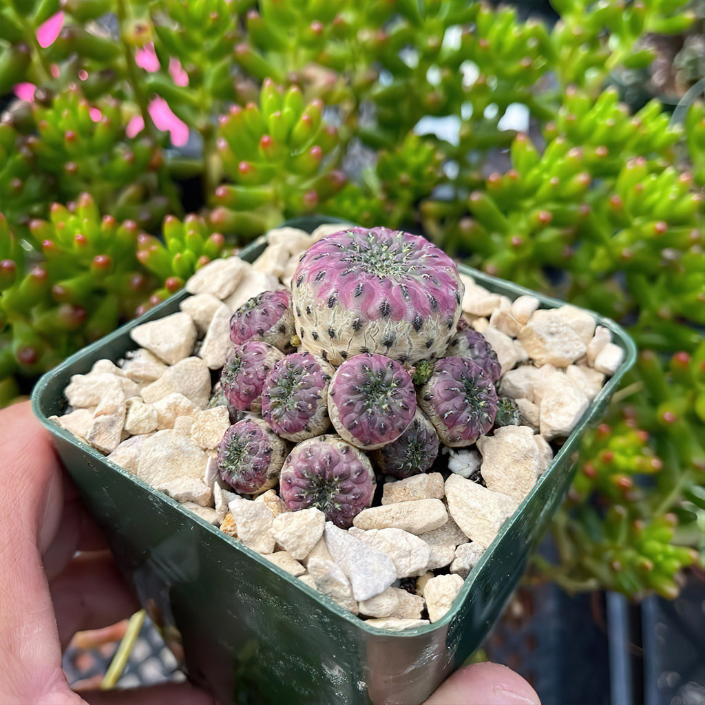 Sulcorebutia rauschii violacidermis