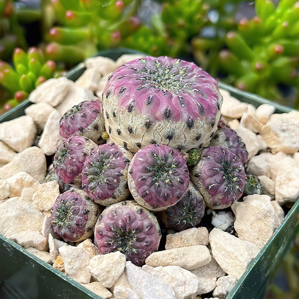 Sulcorebutia rauschii violacidermis