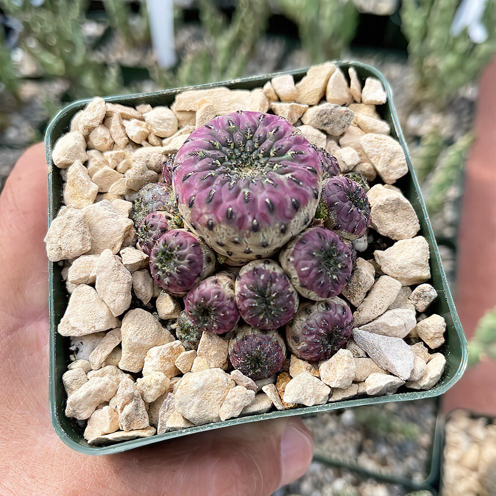 Sulcorebutia rauschii violacidermis