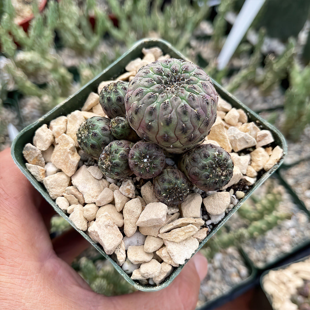 Sulcorebutia rauschii violacidermis