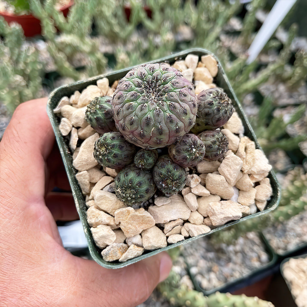 Sulcorebutia rauschii violacidermis