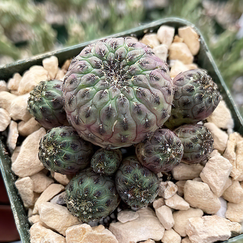 Sulcorebutia rauschii violacidermis