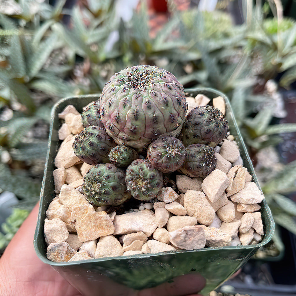Sulcorebutia rauschii violacidermis