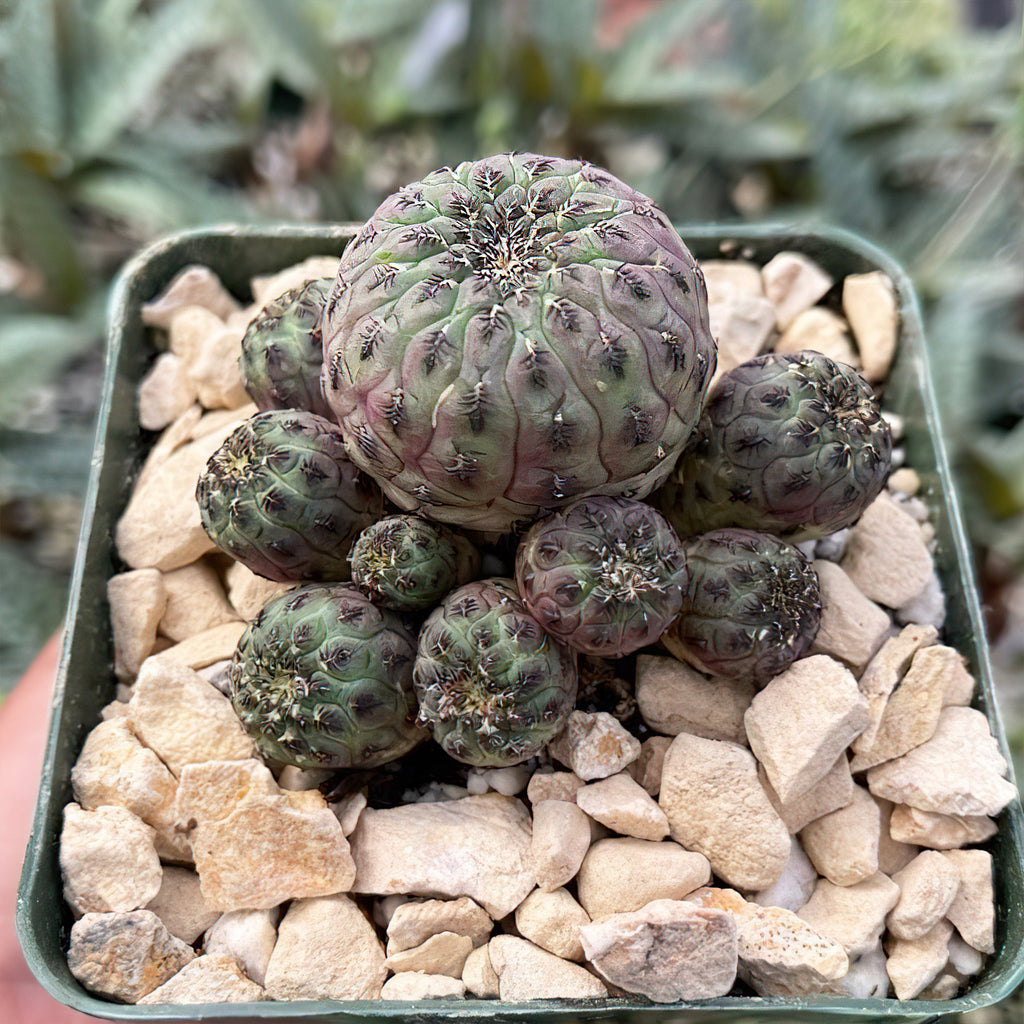 Sulcorebutia rauschii violacidermis