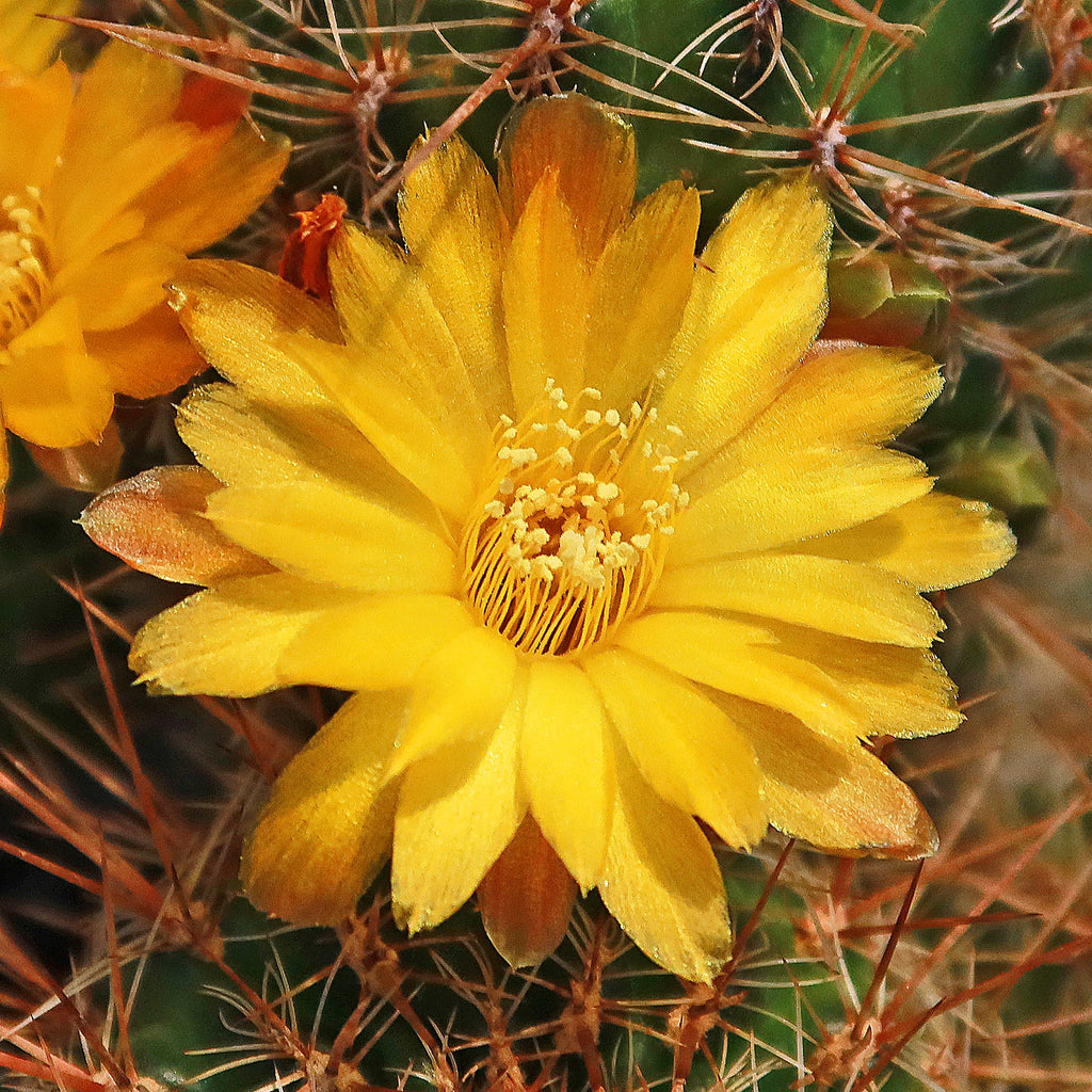 Sulcorebutia steinbachii veronikae