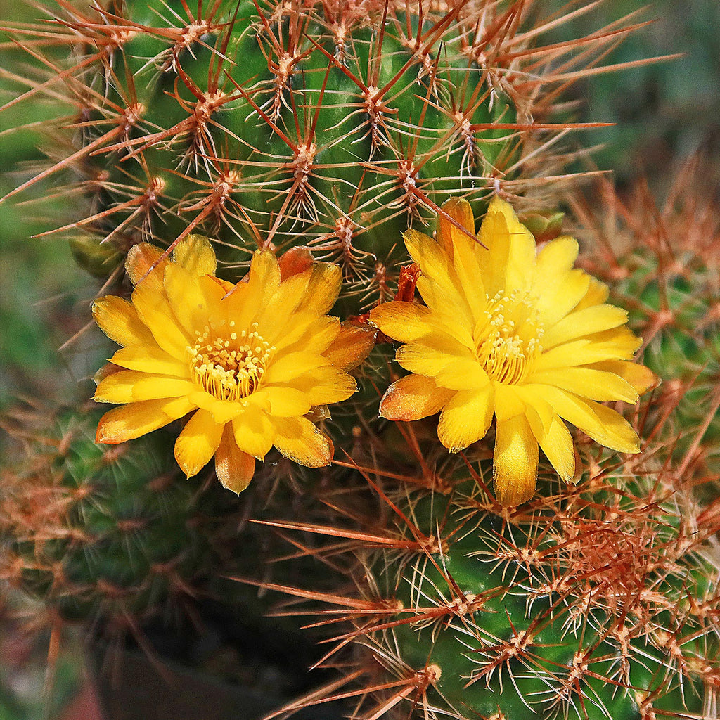 Sulcorebutia steinbachii veronikae