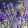 Lavandula ‘Superblue’ Lavender