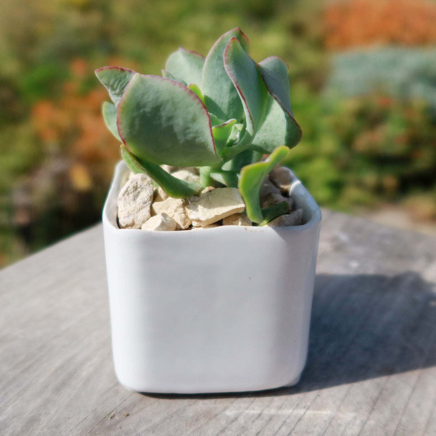 Svek Cube Small Pot