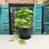 Syngonium ‘Berry Allusion’
