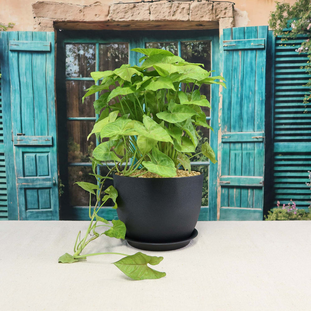 Syngonium ‘Berry Allusion’