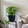 Syngonium ‘Berry Allusion’