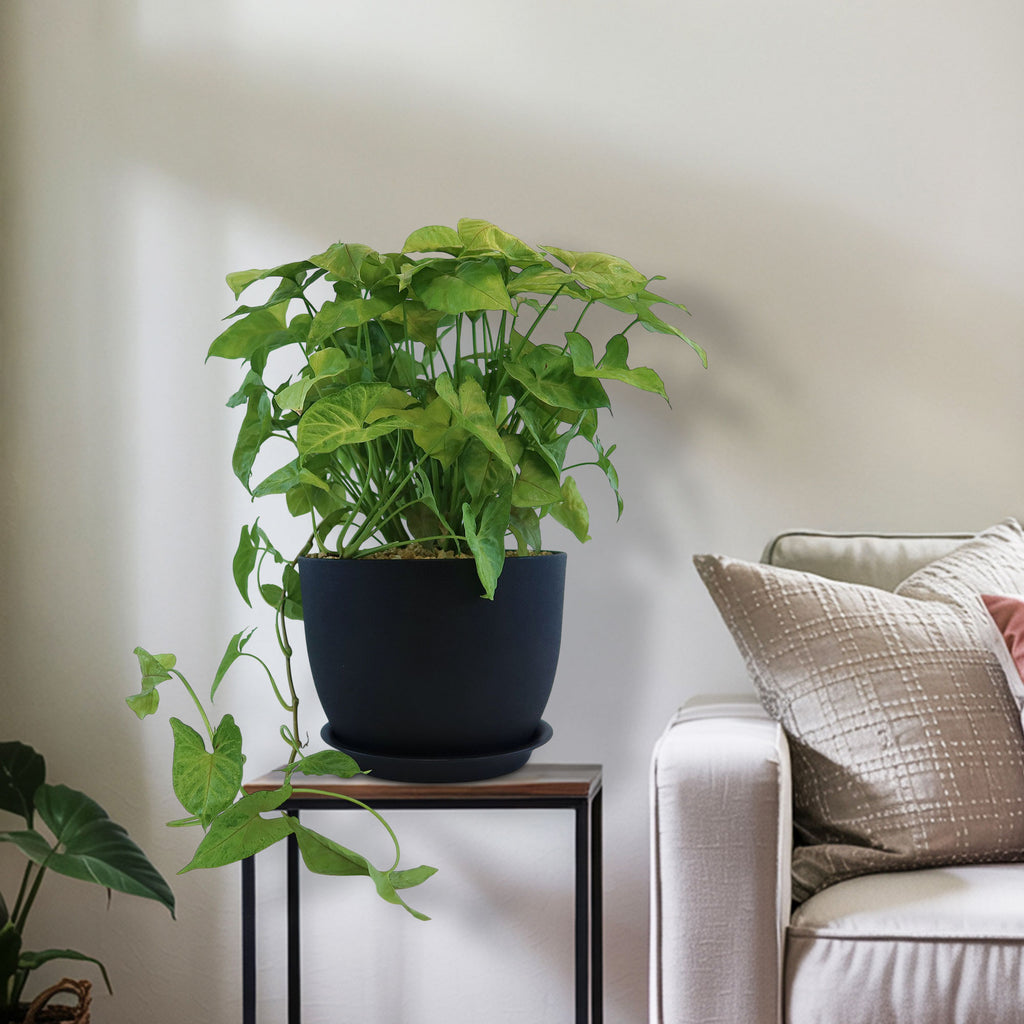 Syngonium ‘Berry Allusion’