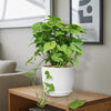 Syngonium ‘Berry Allusion’